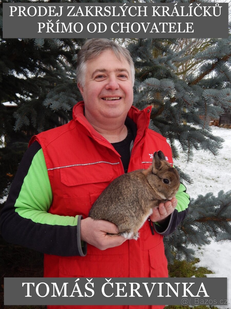 Mláďata zakrslých králíčků přímo od chovatele - 15