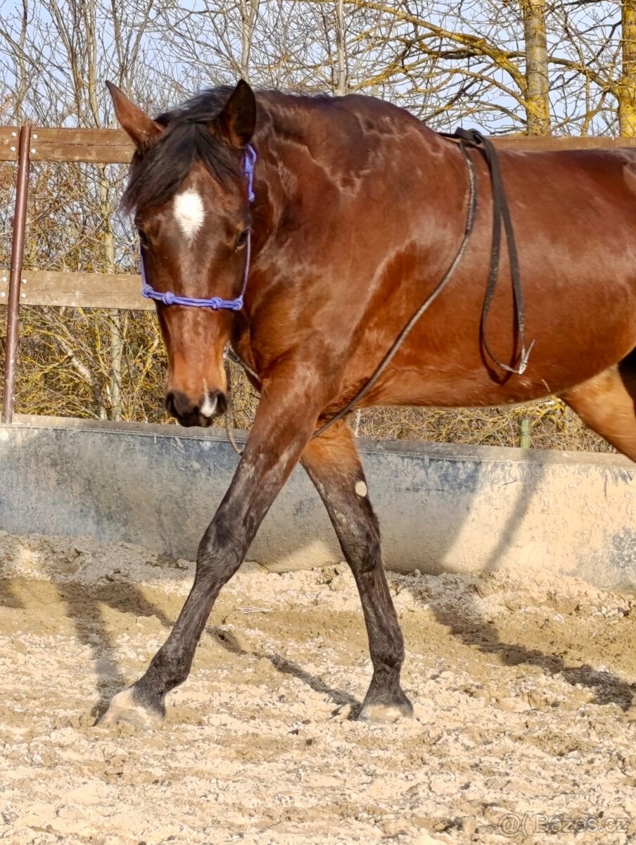 Klisna / Klusák / 7let / Prodej - 15