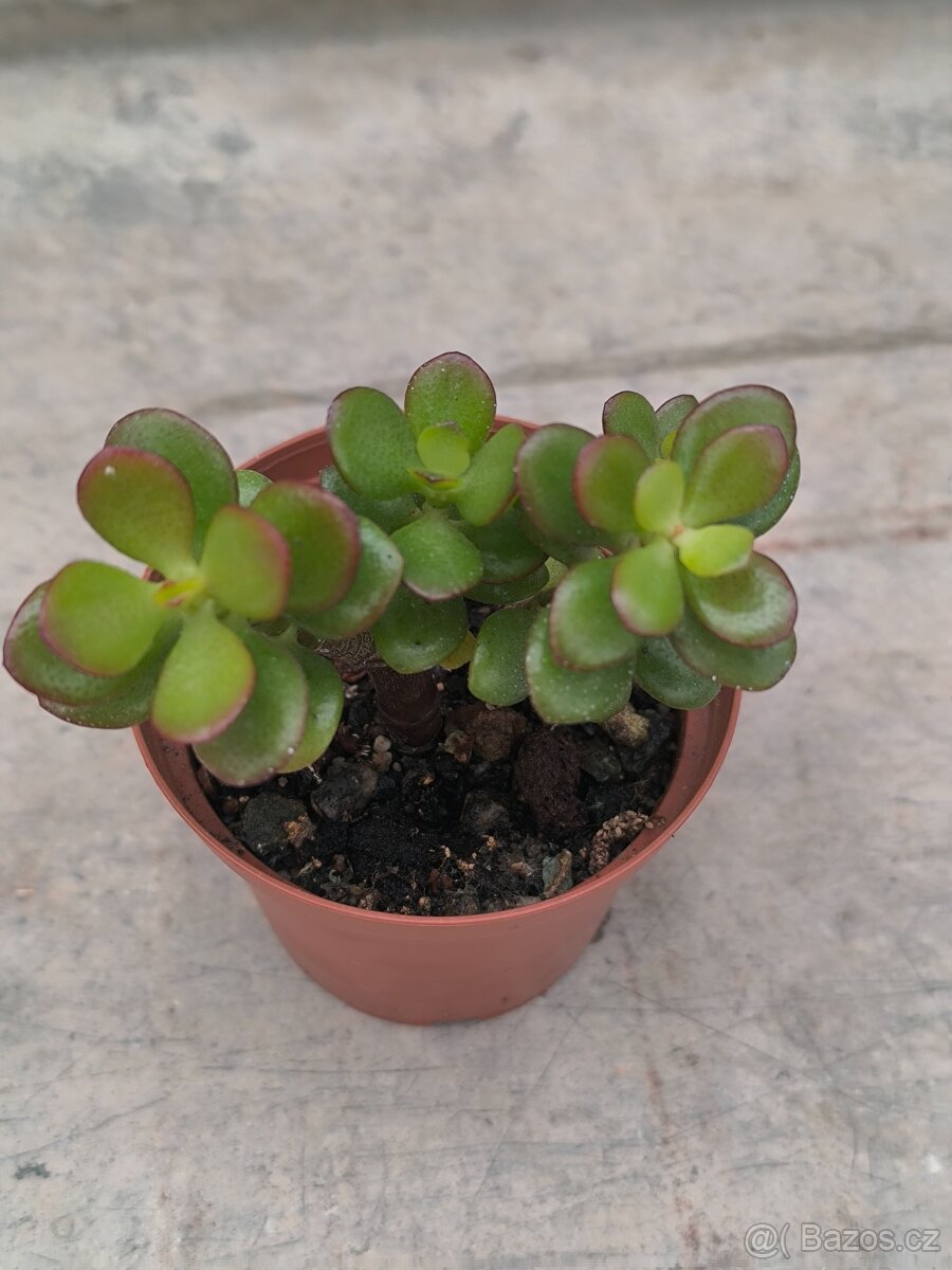 Sukulenty a kaktusy - 15