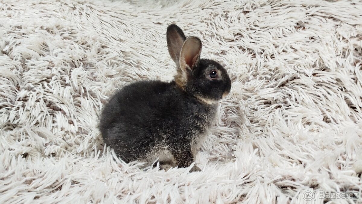 Zakrslý králík, králíček- (REX) DAISY - 15