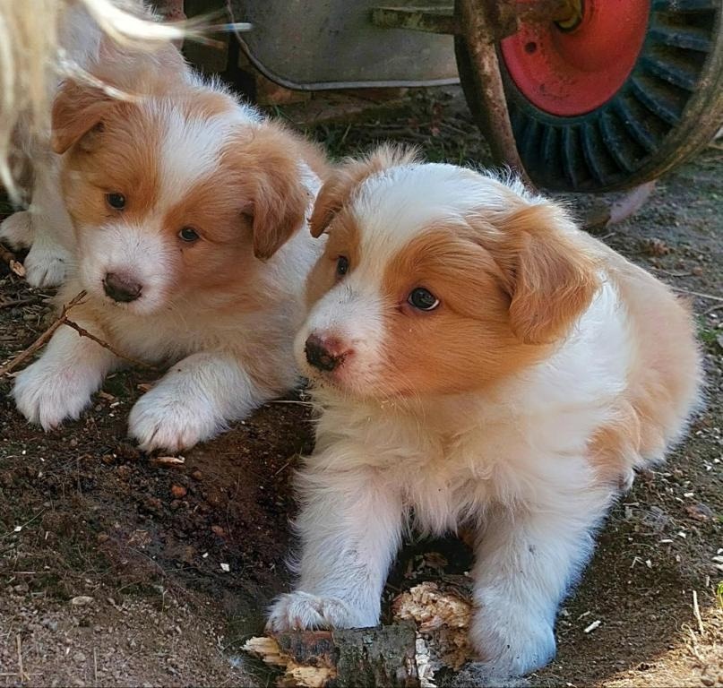 border kolie ee - red - 15