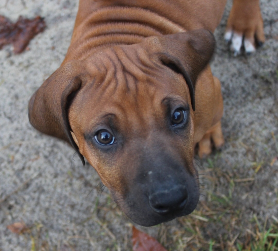 Rhodéský ridgeback - 15