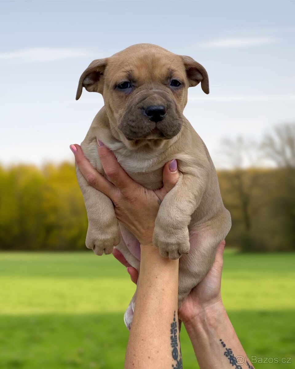 American Bully XL - Exkluzivní spojení šampionů - 15