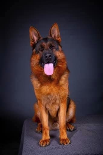 Německý Ovčák - štěňata - 15