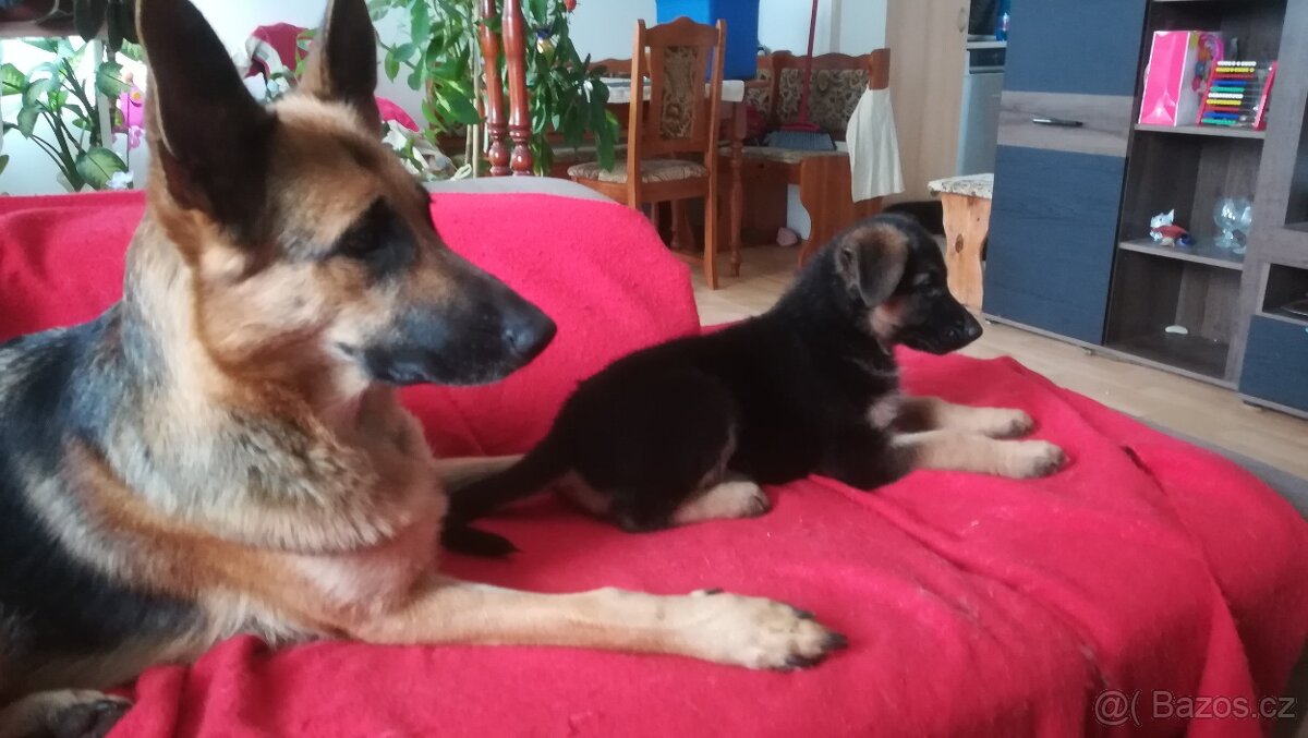 Nemecky ovčák typu Rex(štěňata) - 15