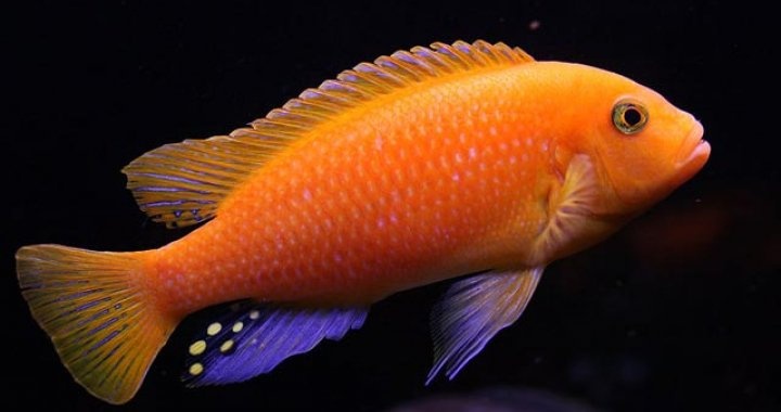 Tlamovci Malawi 11 - 15