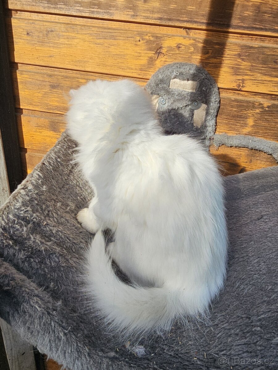 Sibiřská kočka něvská maškaráda - 15