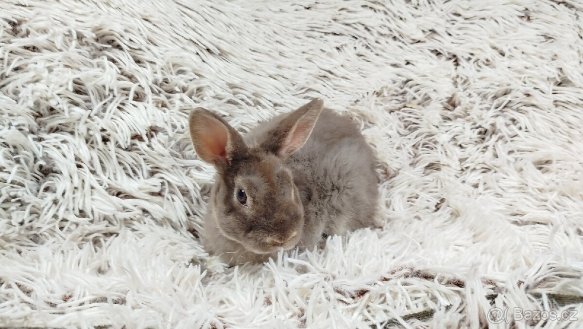 Zakrslý beránek,králíček,králík -(REX)-DIANA - 15