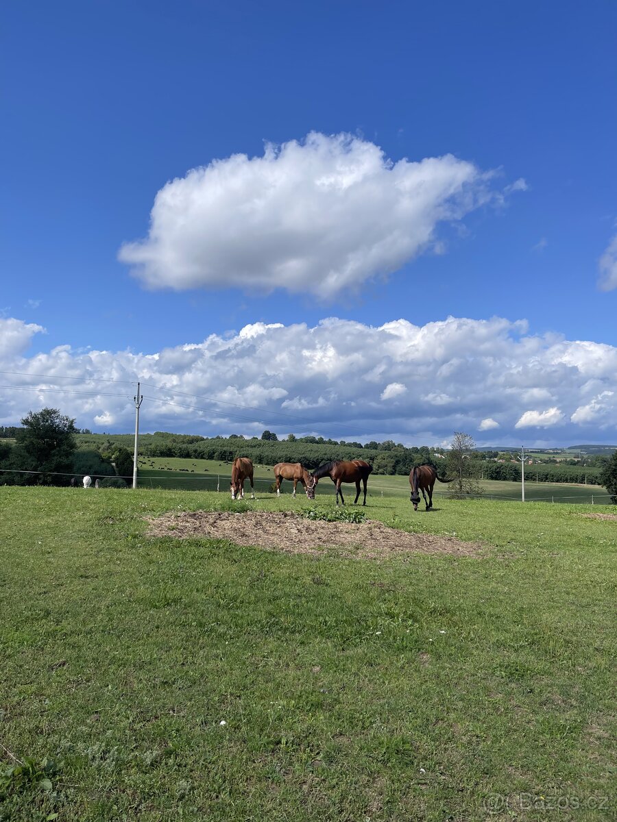 HŘÍBÁRNA NA EDENU - 15