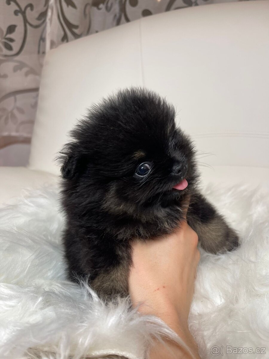 Pomeranian s PP FCI - nádherná štěňátka - 15