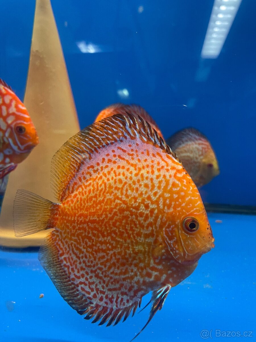 Terčovec- diskus - 15