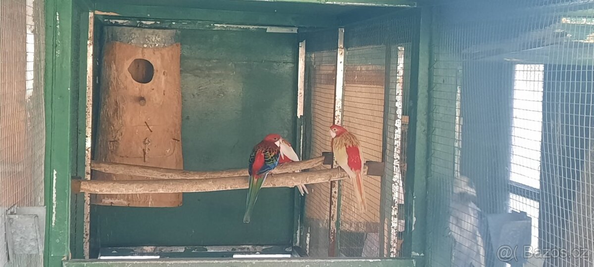 Prodám Rosela Penant straka - 15