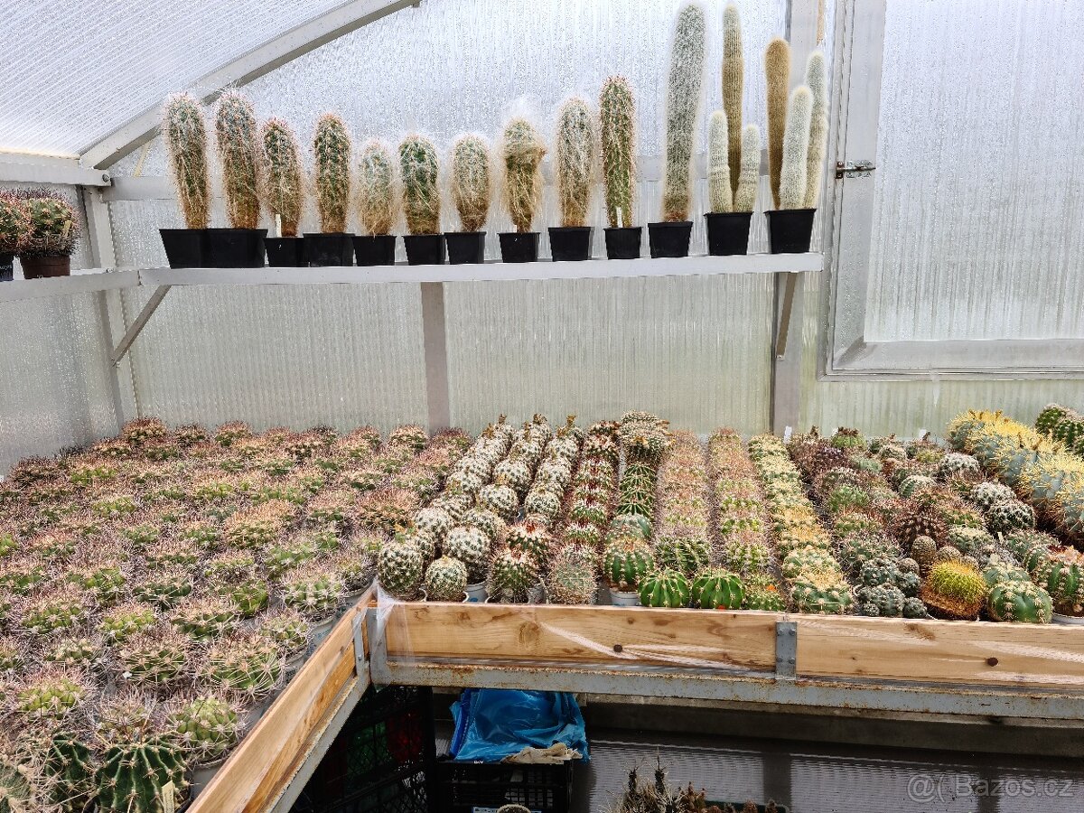 Prodám rozsáhlou sbírku kaktusů - 15