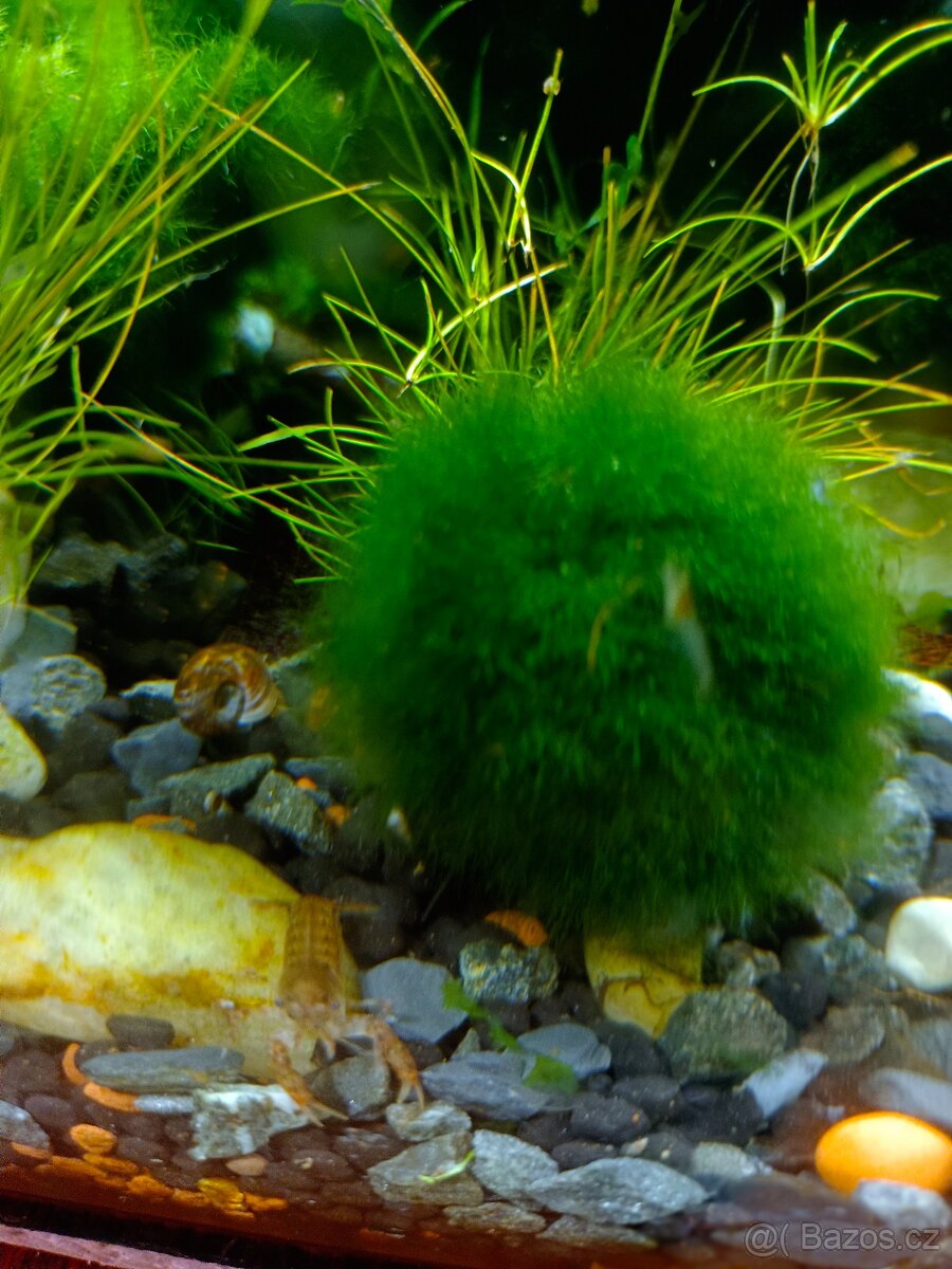 Prodej krevetek a doplňků - 15