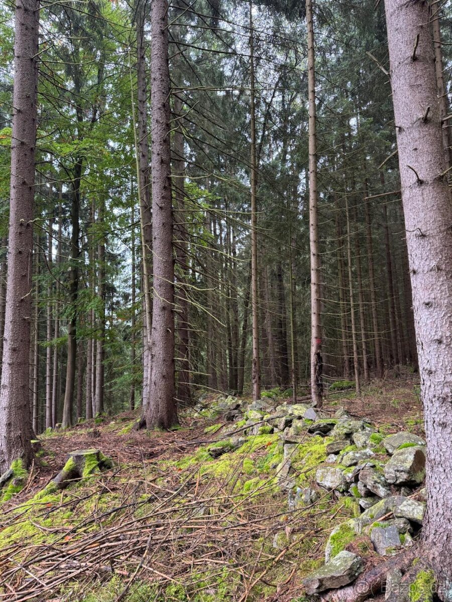 Prodám lesní pozemky v k.ú. Nicov - 15