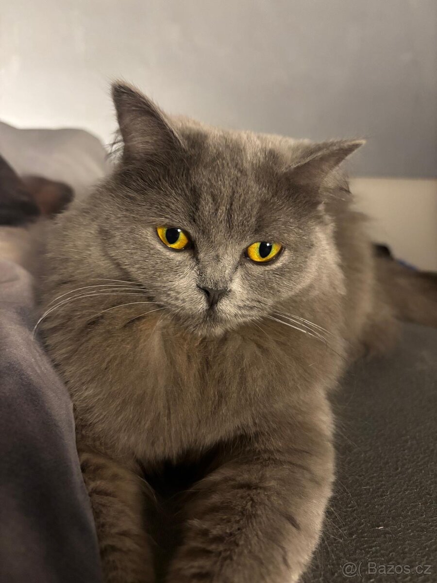 Britská koťata - 15