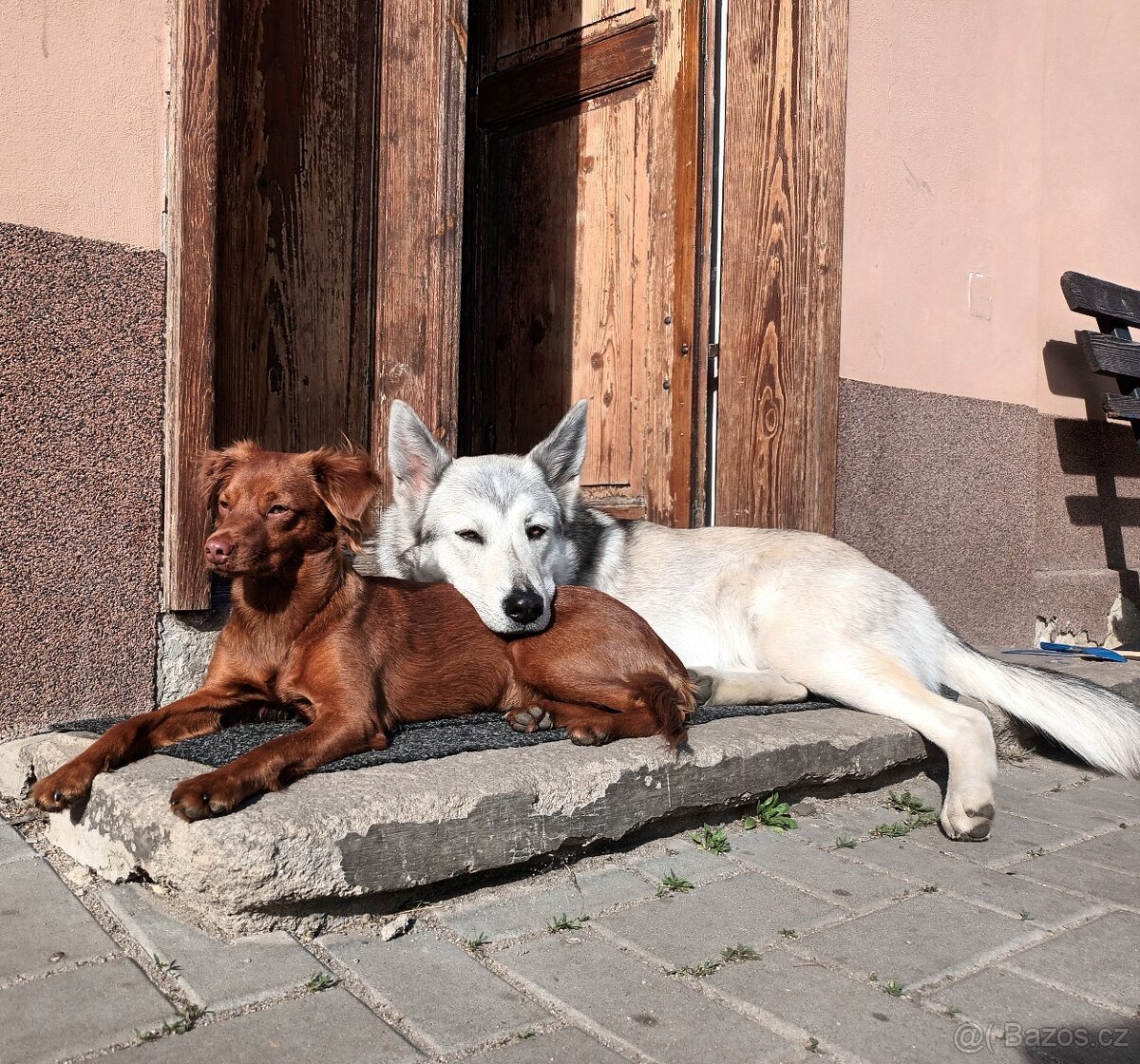 Rezervace husky štěňat - 15