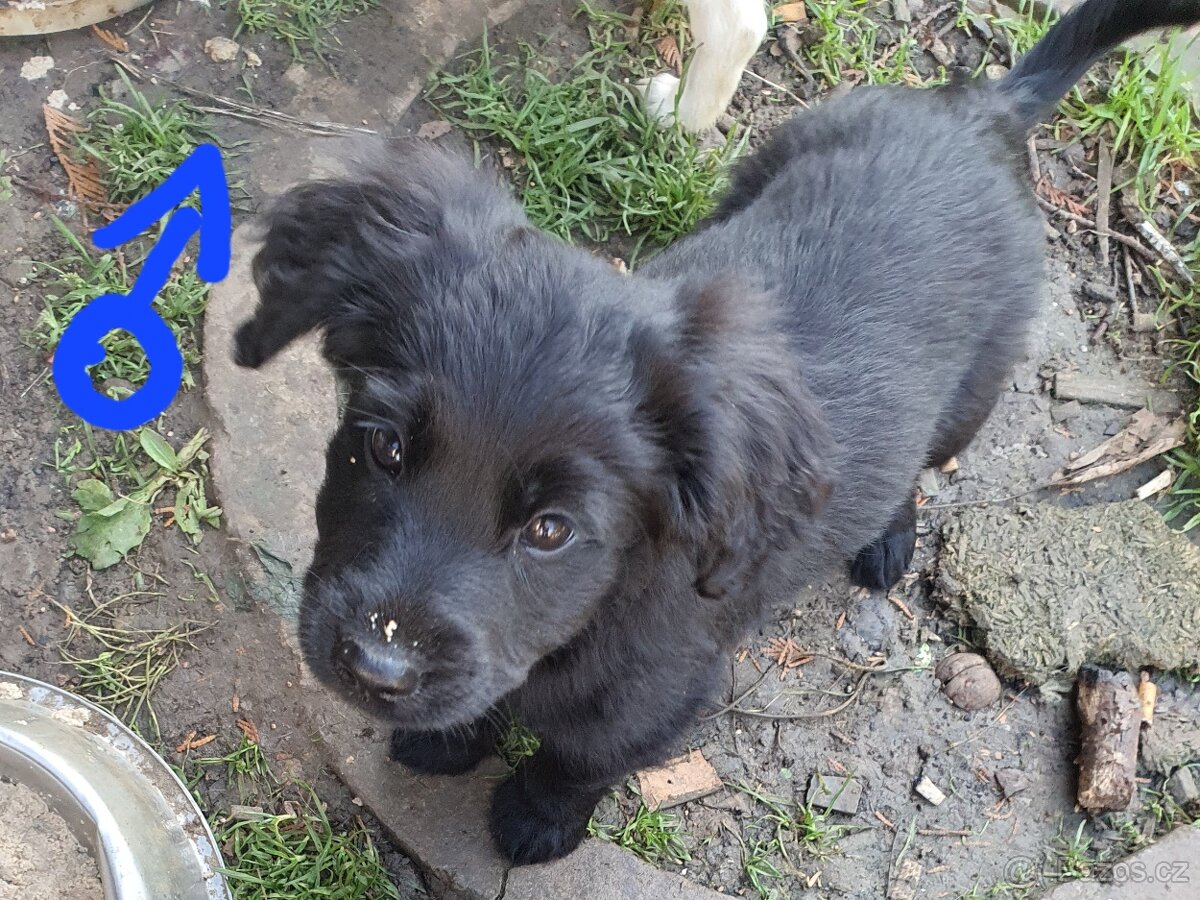 stene krizenec borderkolie× bretansky ohar/holandsky pinc - 15