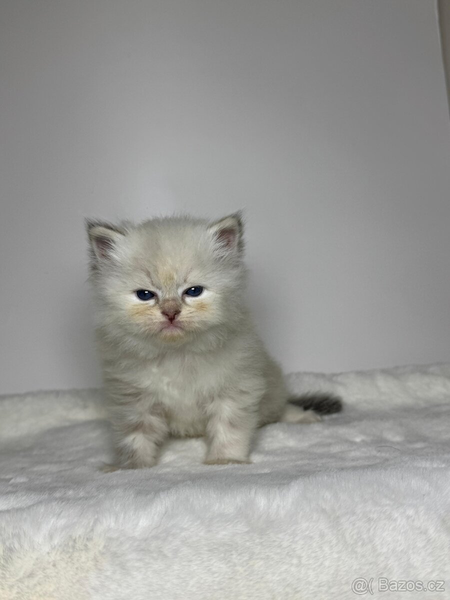 Sibiřská kočka s PP – kočička Indira - 15