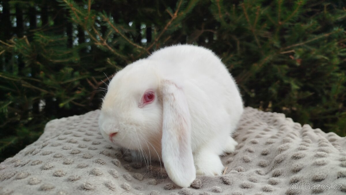 Zakrslý beránek, králíček, králík - WILLIAM - 15