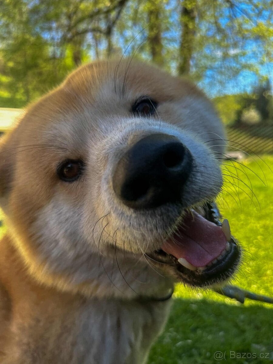 Šteňátka Akita Inu - 15