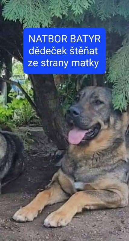 SAO-Středoasijský pastevecký pes-štěňata - 15