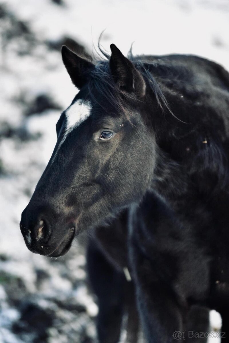 Připouštění - plemenný hřebec AQH buckskin SM MITO COMMANDER - 15