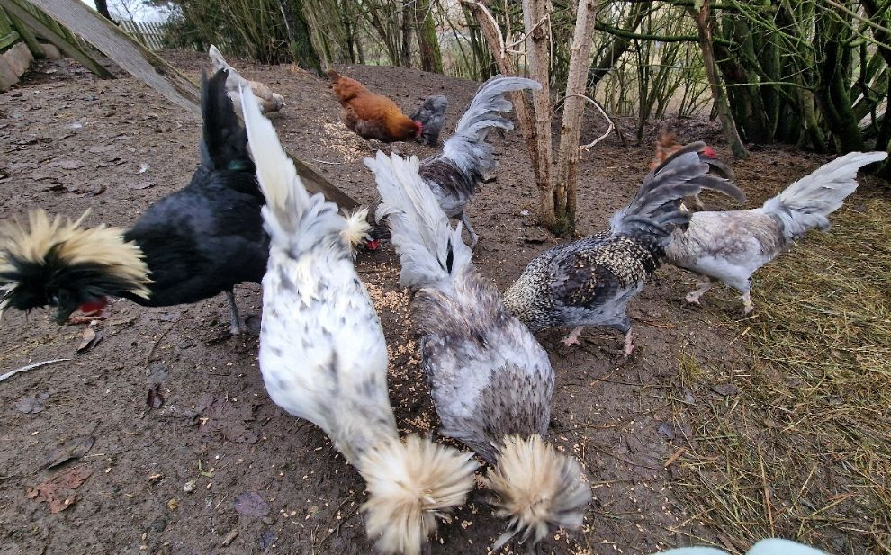 Kohouti Holanďanky, Hedvábničky - 15