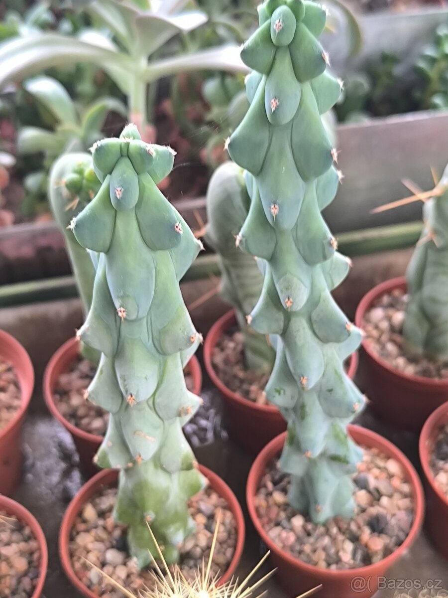 Kaktusy a sukulenty - 15