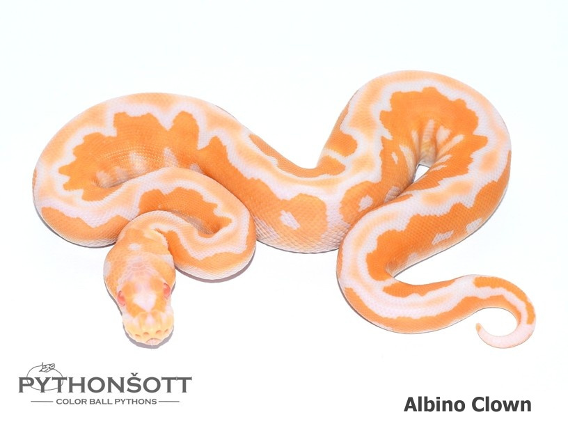 Mláďata Krajty královské - Python regius - 15