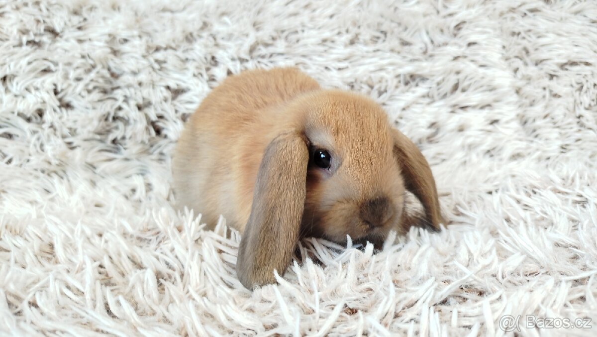 Zakrslý beránek, králíček, králík - JIJI - 15