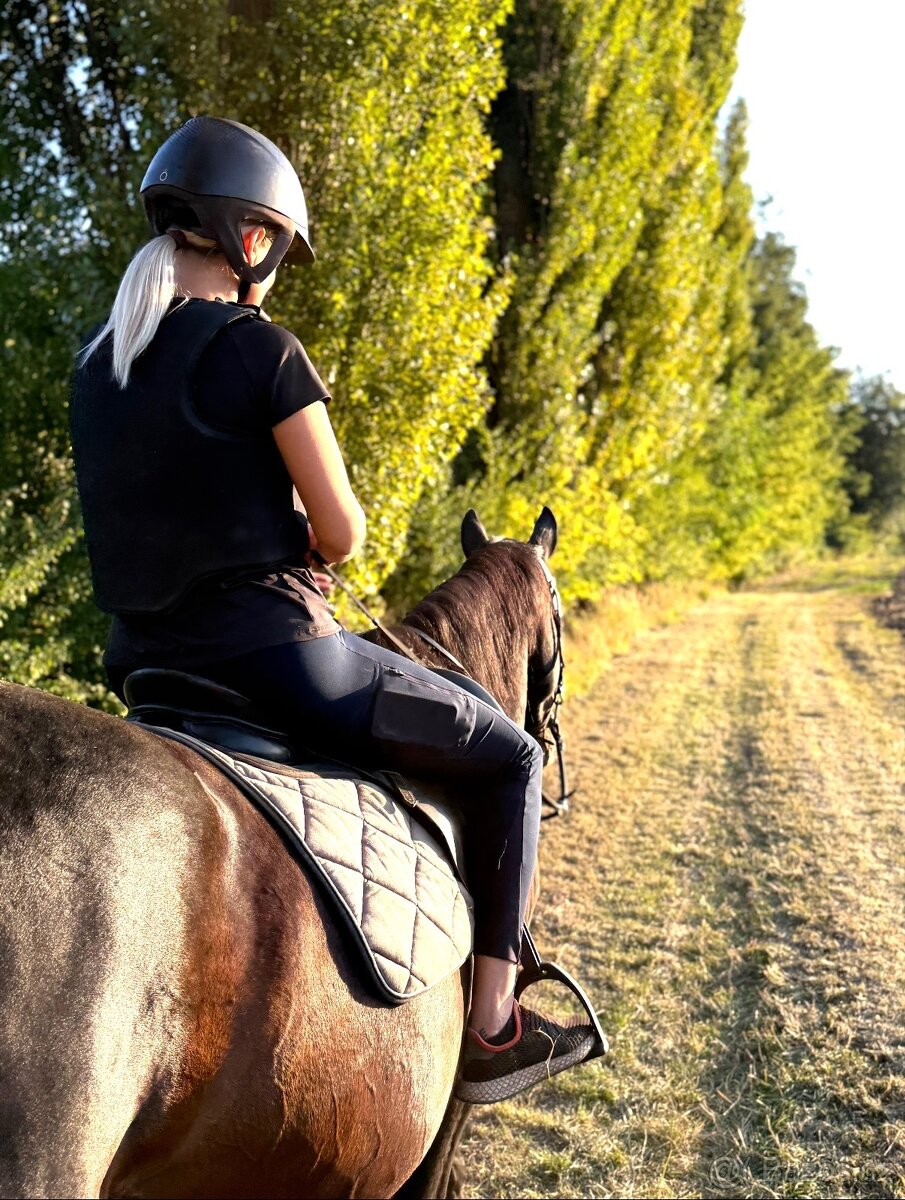 A 1/1 a český teplokrevník - 15