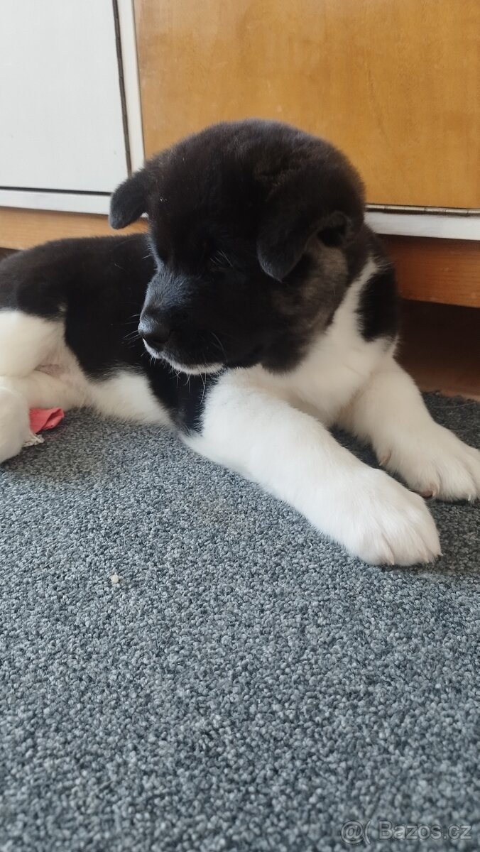 Americká akita štěňátka pejsek a fenečka - 15