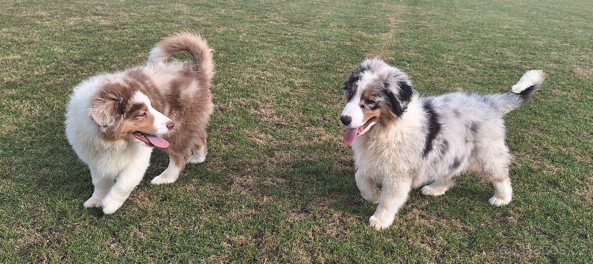 Australský ovčák s PP - 15