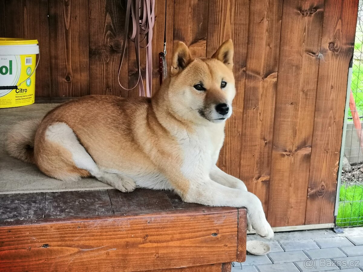 shiba inu - 15