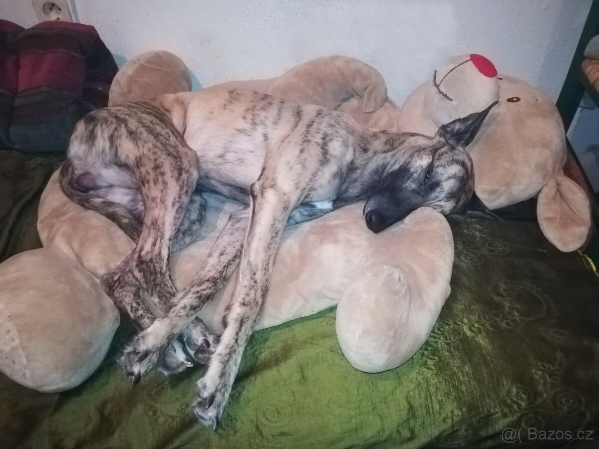 Whippet štěňátka bez PP po rodičích s PP ( FCI). - 15