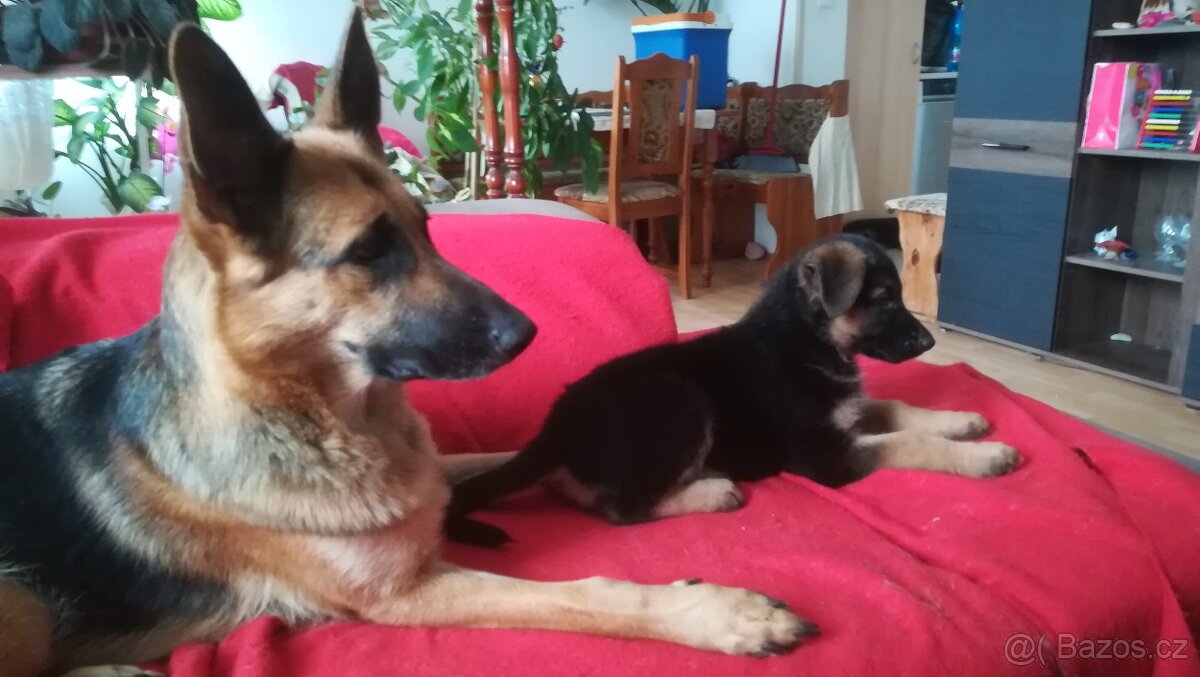 Nemecky ovčák typu Rex(štěňata) - 15