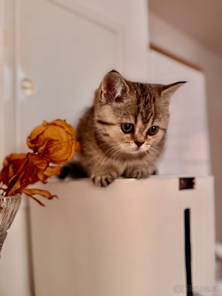 Skotská klapouchá kočka, scottish straight s PP - 15