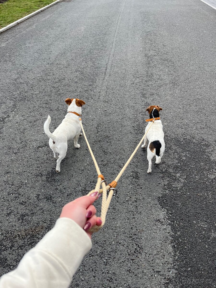 Jack Russell teriér - 15