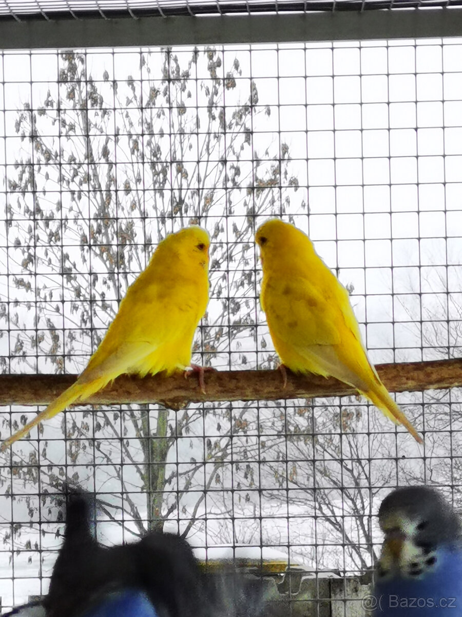 Andulka vlnkovaná 2025 po výstavních rodičích - 15