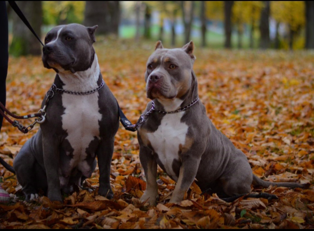 American Bully Standard - 15