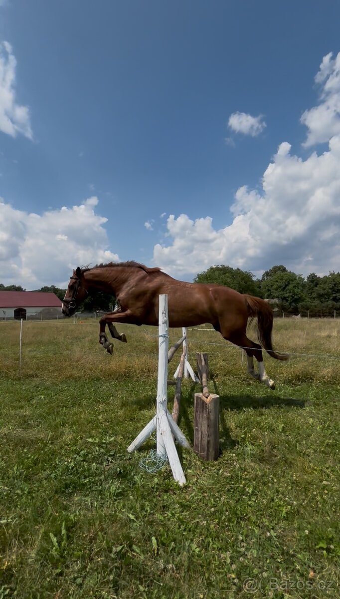 ČT kobyla 2012 - 15