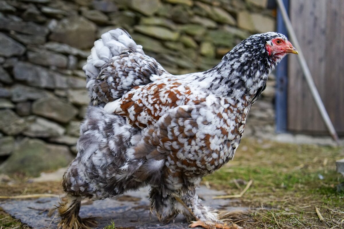 Brahmánky porcelánové 🥚🐣 (násadová vejce i kuřátka) - 15