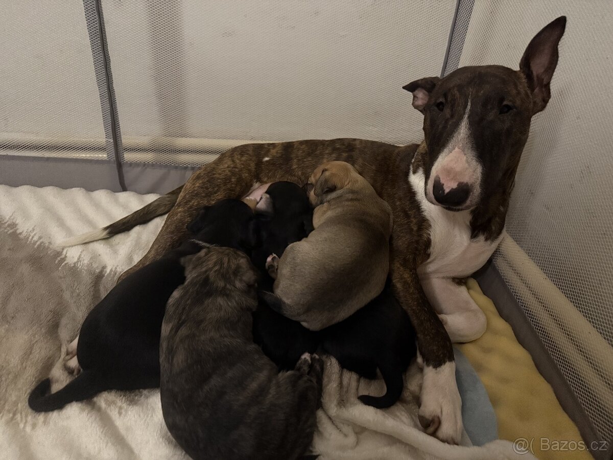 Štěně - 15