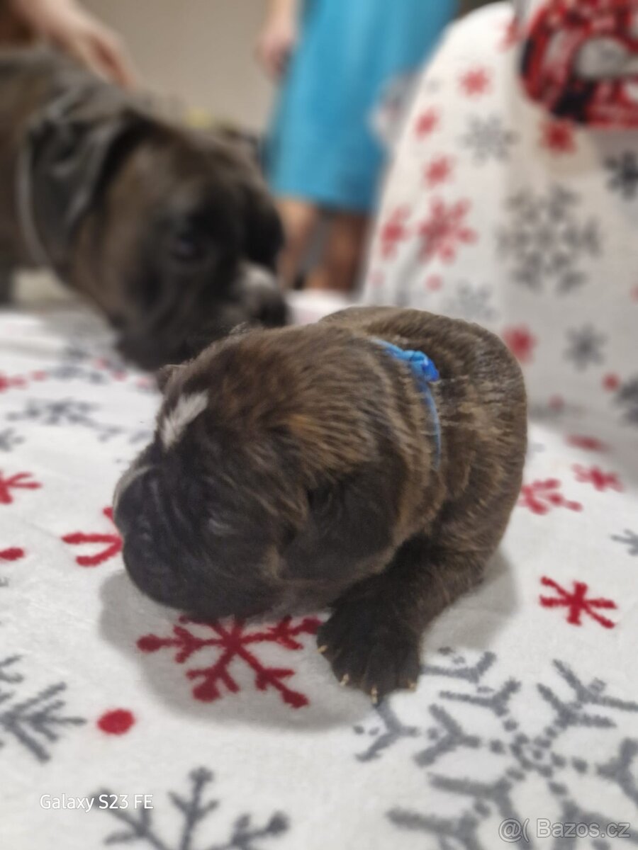 Německý boxer Žíhaný - 15