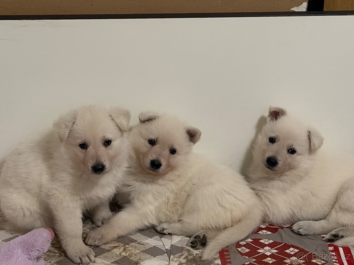 Bílý švýcarský ovčák s PP - 15