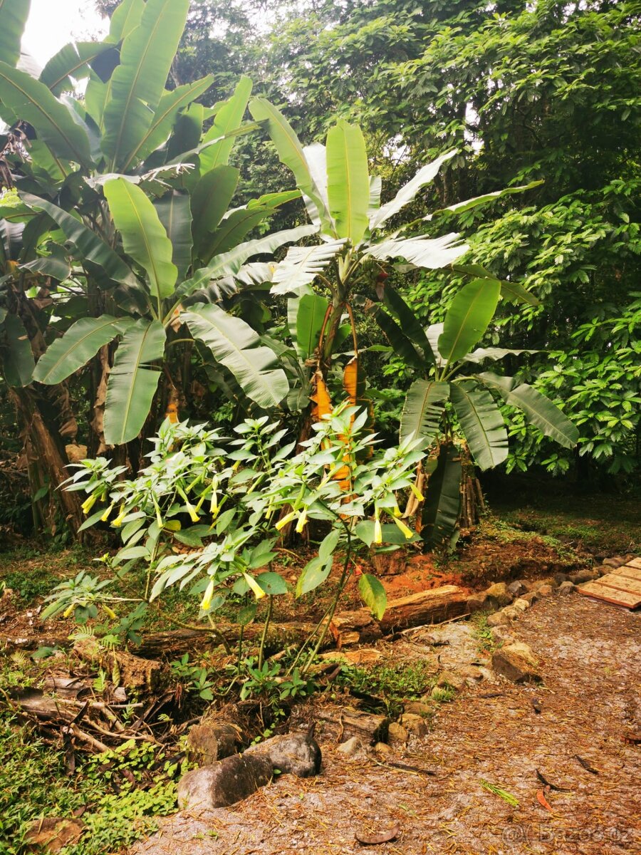 Pozemek s chatou Kostarika Heredia Sarapiqui - 15