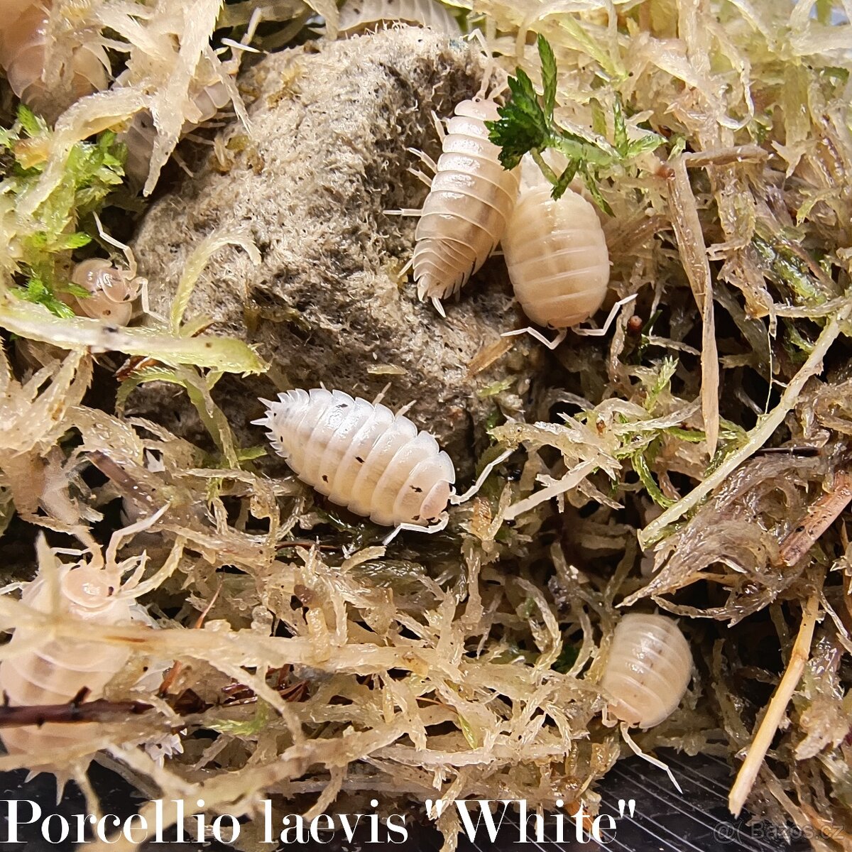 ISOPODY·STÍNKY - Fauna trhy Ostrava 14.12. - 15