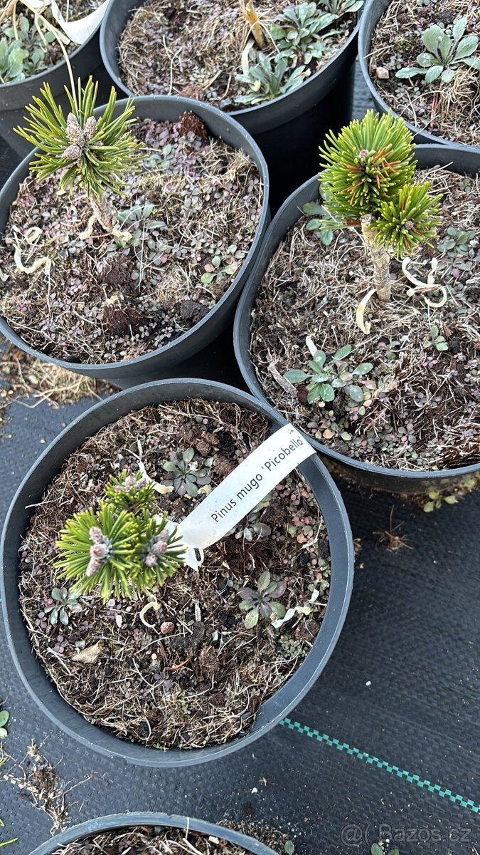 Borovice c2 doprava - 15