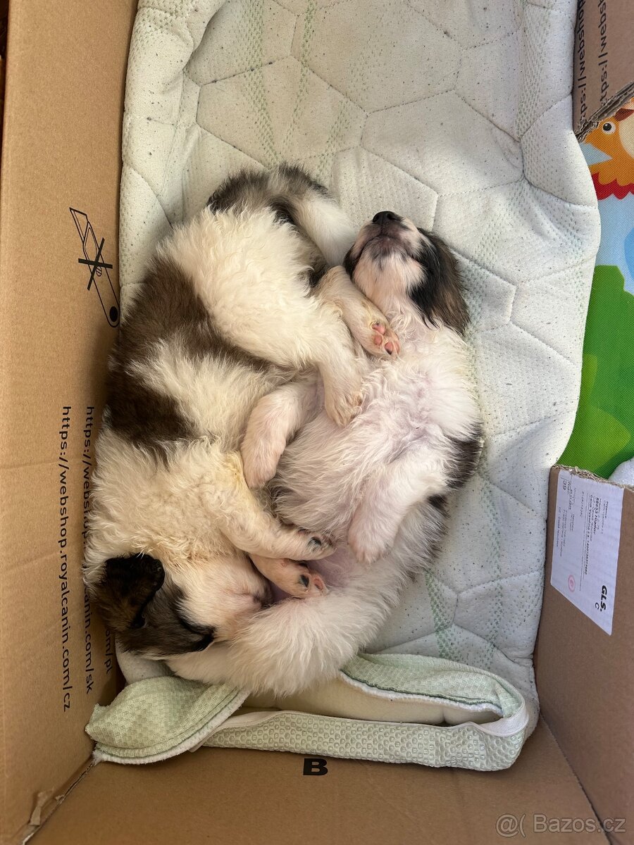 Tornjak s PP poslední 2 štěňátka - 15